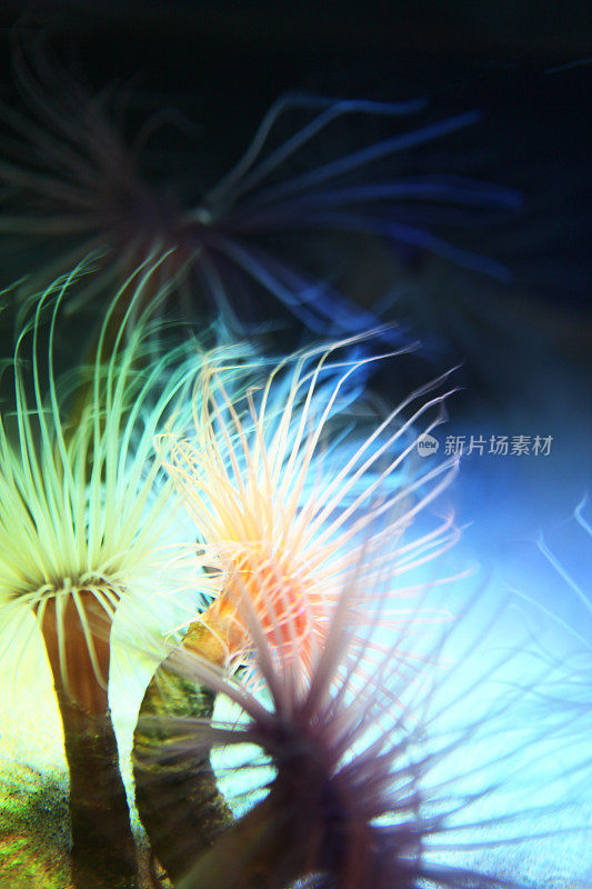 海葵，Cerianthus aciniaria礁海洋生物
